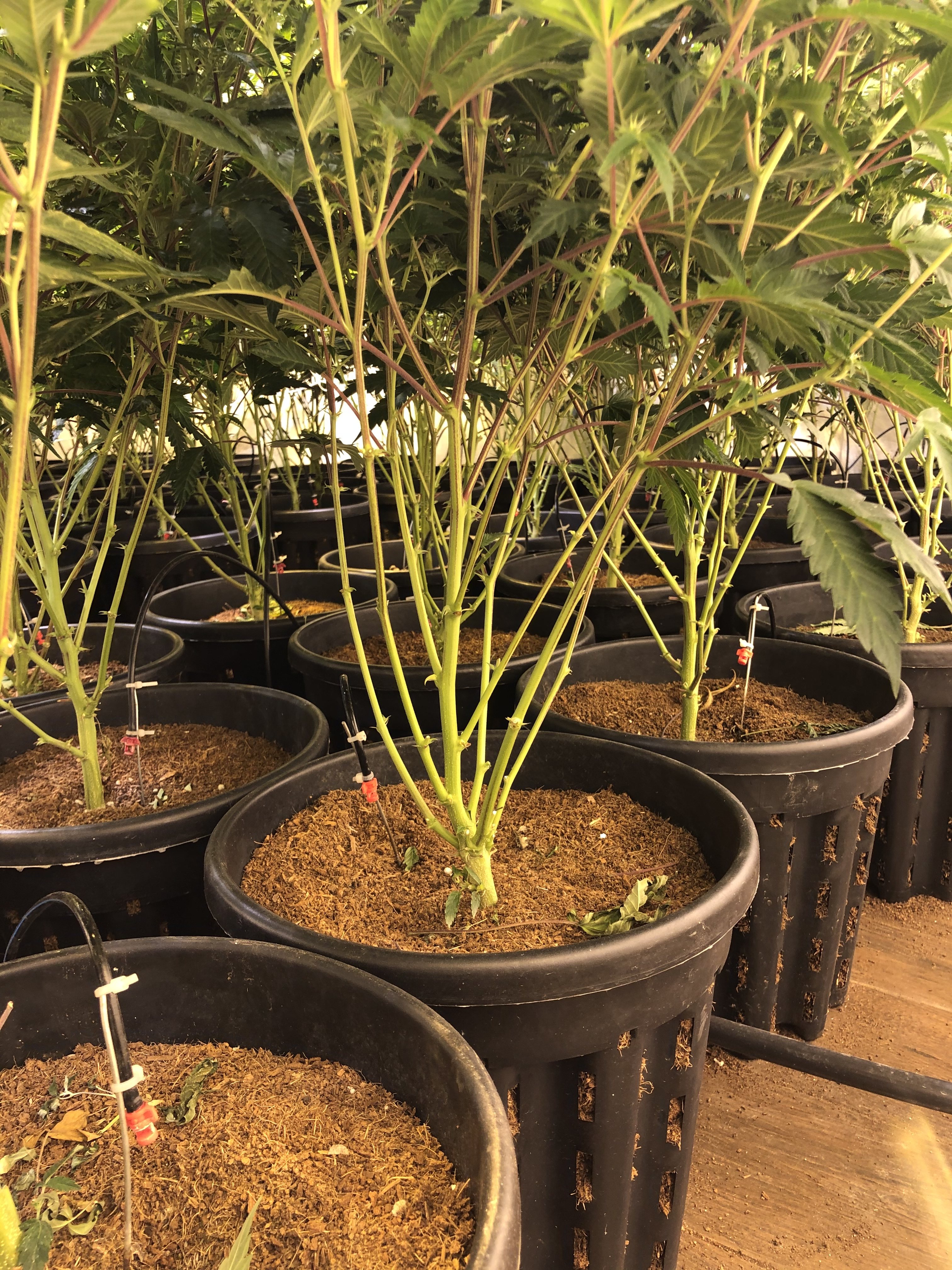 Plantas jovenes en macetas indoor