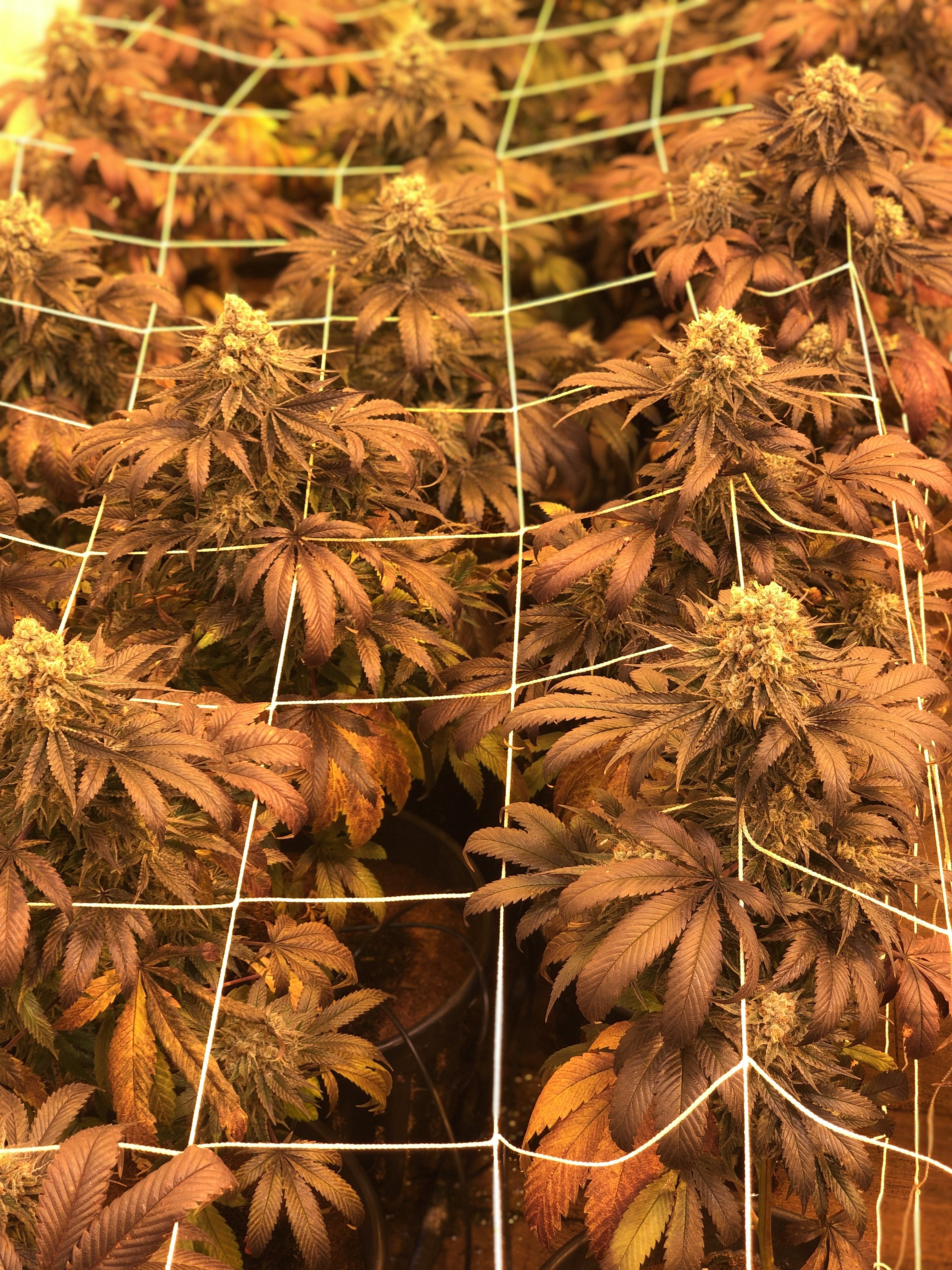 Cultivo indoor con malla de soporte