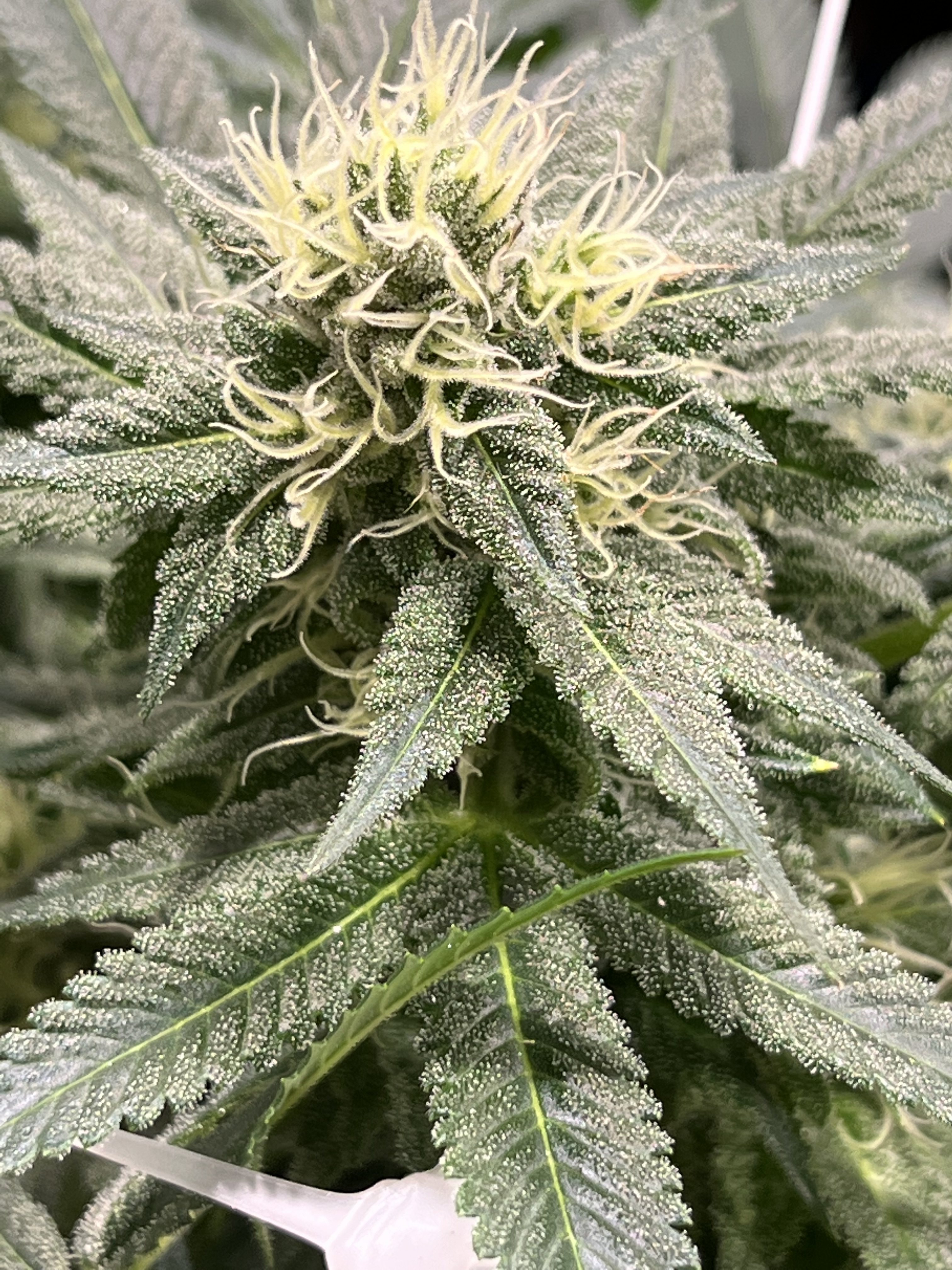 Flor resinosa aun en planta