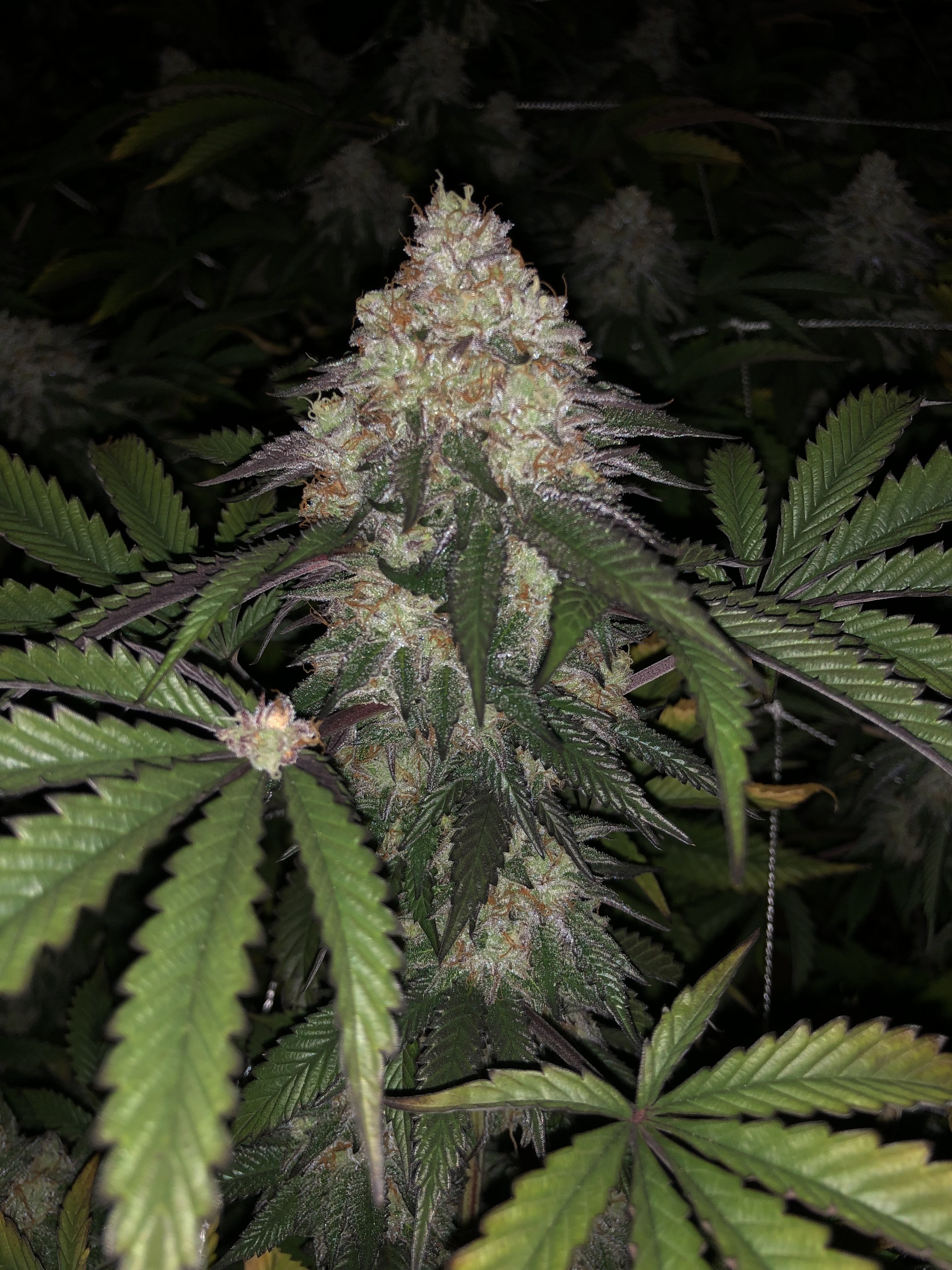 Flor avanzada dentro del cultivo