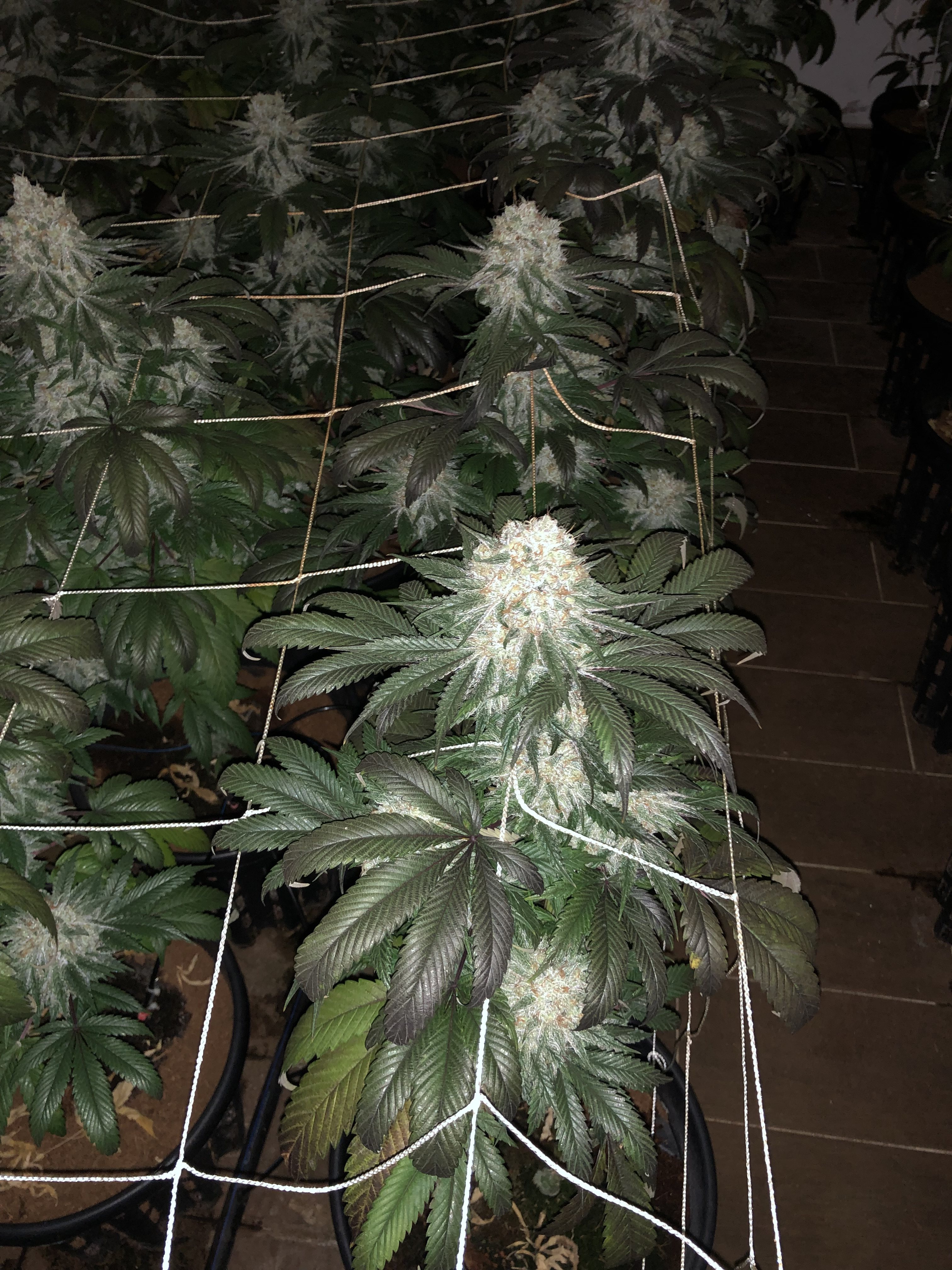 Planta con flor principal bajo luz indoor