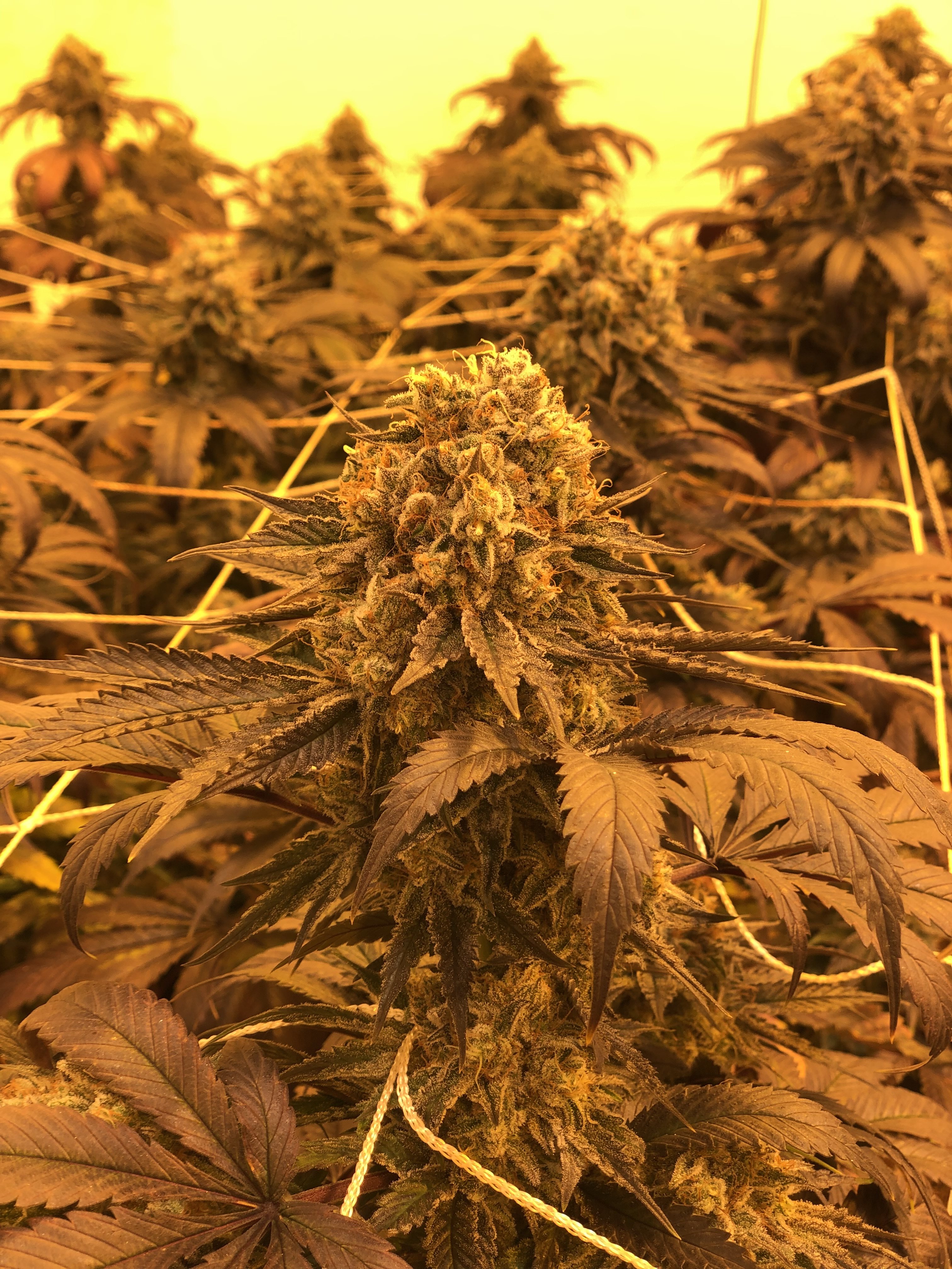 Cultivo indoor con malla y flores en planta