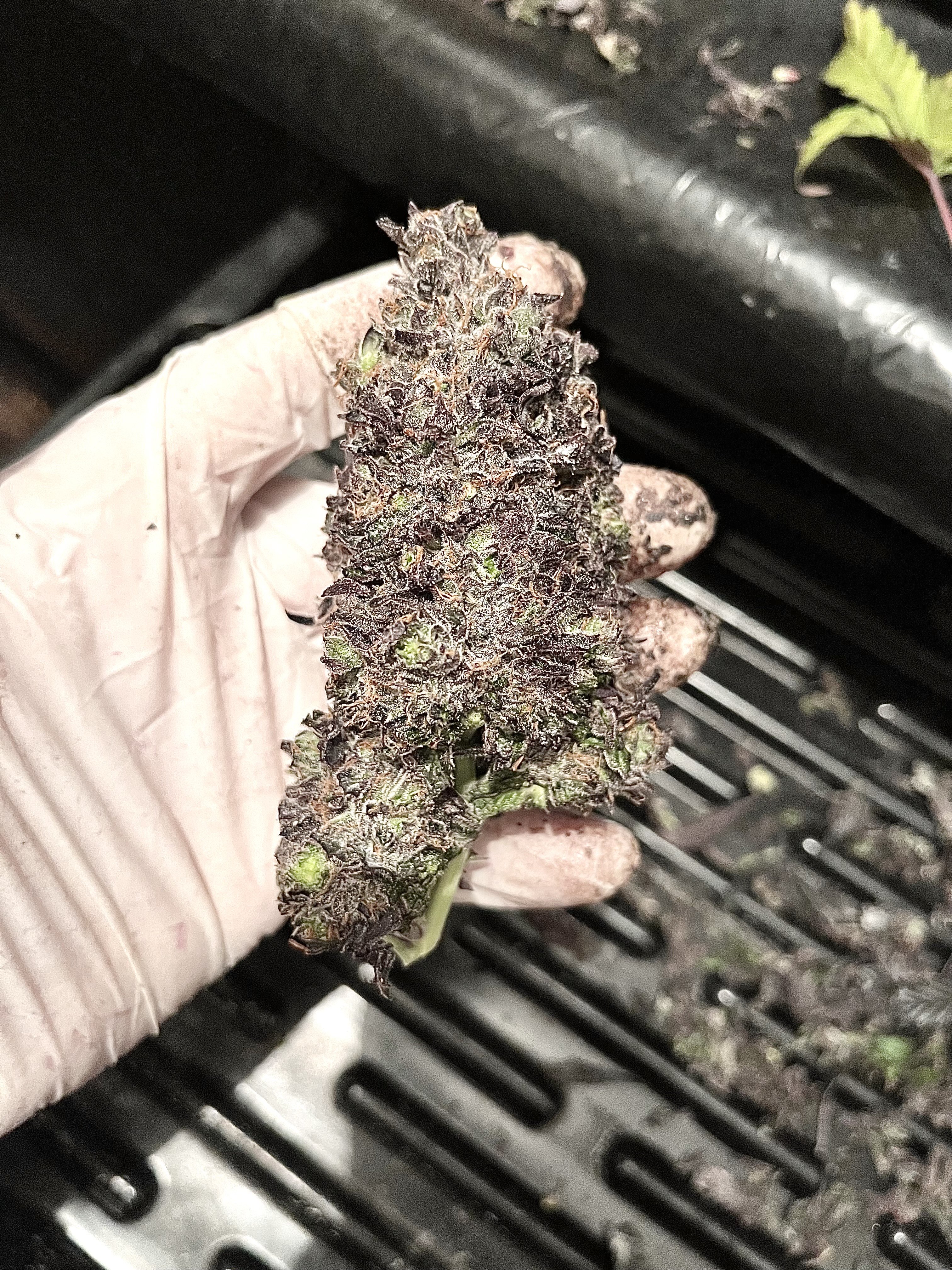 Flor Frutilla SmokeKings