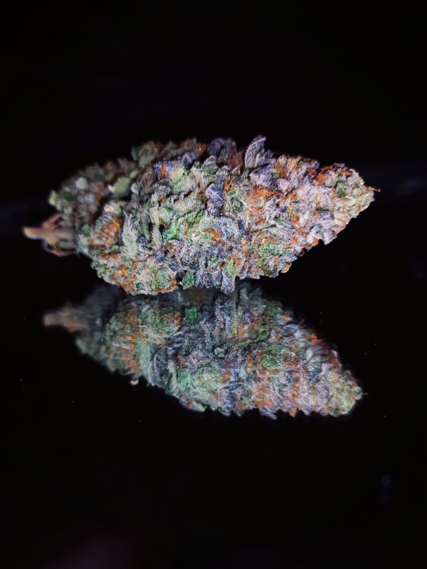 Flor Gelatto SmokeKings
