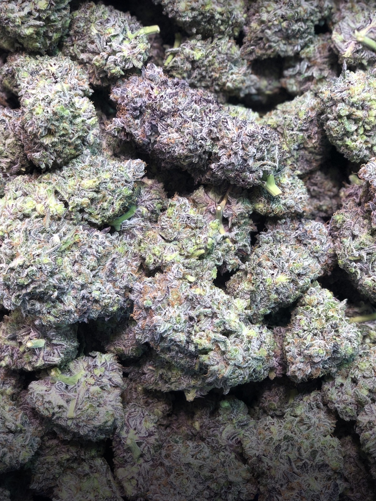 Flor Obama's Dog SmokeKings