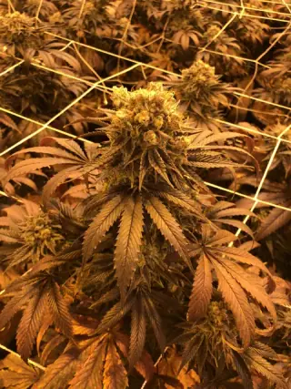 Flor en planta dentro del cultivo indoor