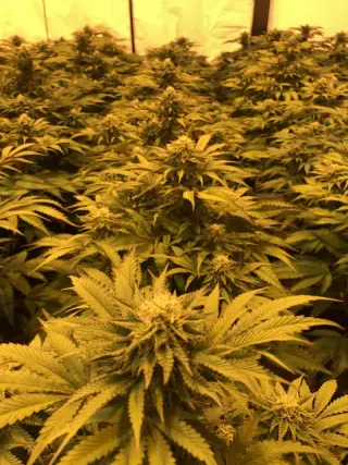 Canopia de cultivo indoor en floracion