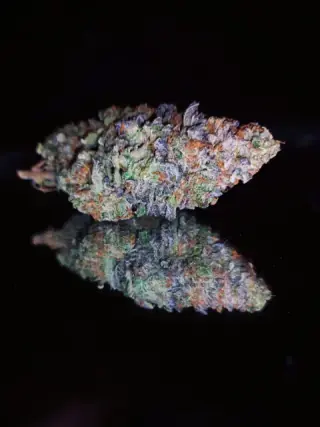 Flor seca completa sobre fondo oscuro con reflejo