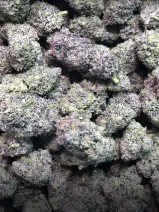 Flores SmokeKings agrupadas en primer plano